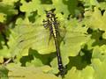 Gemeine Keiljungfer (Gomphus vulgatissimus), unausgefärbtes Männchen - DE (MV)
