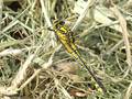 Gemeine Keiljungfer (Gomphus vulgatissimus), Weibchen - DE (MV)