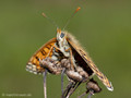 Wegerich-Scheckenfalter (Melitaea cinxia) - DE (MV)