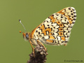 Wegerich-Scheckenfalter (Melitaea cinxia) - DE (NI)