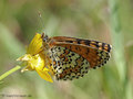 Wegerich-Scheckenfalter (Melitaea cinxia) - DE (MV)