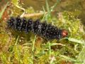 Wegerich-Scheckenfalter (Melitaea cinxia), Raupe, 02.05.21 - DE (MV)