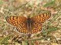Wegerich-Scheckenfalter (Melitaea cinxia) - DE (MV)
