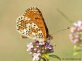 Wegerich-Scheckenfalter (Melitaea cinxia) - DE (MV)