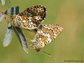Wegerich-Scheckenfalter (Melitaea cinxia), Kopula - DE (MV)