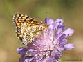 Wegerich-Scheckenfalter (Melitaea cinxia) - DE (MV)
