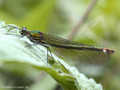 Gebänderte Prachtlibelle (Calopteryx splendens), Weibchen - DE (MV)