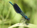 Gebänderte Prachtlibelle (Calopteryx splendens), Männchen - DE (SH)