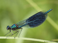 Gebänderte Prachtlibelle (Calopteryx splendens), Männchen - DE (SH)