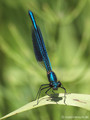 Gebänderte Prachtlibelle (Calopteryx splendens), Männchen - DE (SH)