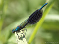 Gebänderte Prachtlibelle (Calopteryx splendens), Männchen - DE (SH)