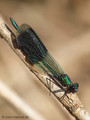 Gebänderte Prachtlibelle (Calopteryx splendens), Männchen - DE (NI)