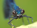 Gebänderte Prachtlibelle (Calopteryx splendens), Männchen, Kopfportrait - DE (NI)
