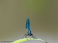 Gebänderte Prachtlibelle (Calopteryx splendens), Männchen - DE (MV)