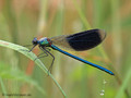 Gebänderte Prachtlibelle (Calopteryx splendens), Männchen - DE (MV)