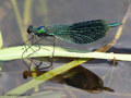 Gebänderte Prachtlibelle (Calopteryx splendens), Männchen - DE (MV)