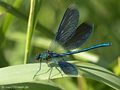 Gebänderte Prachtlibelle (Calopteryx splendens), Männchen - DE (MV)