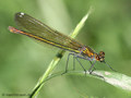 Gebänderte Prachtlibelle (Calopteryx splendens), Weibchen - DE (MV)