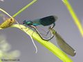 Gebänderte Prachtlibelle (Calopteryx splendens), Paarungsrad - DE (MV)