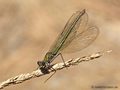 Gebänderte Prachtlibelle (Calopteryx splendens), Weibchen - DE (MV)