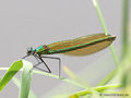 Gebänderte Prachtlibelle (Calopteryx splendens), Weibchen - DE (MV)