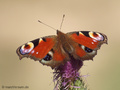 Tagpfauenauge (Aglais io) - DE (NI)