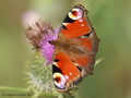 Tagpfauenauge (Aglais io) - DE (NI)