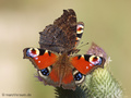 Tagpfauenauge (Aglais io) - DE (NI)