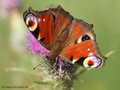 Tagpfauenauge (Aglais io) - DE (NI)