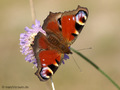 Tagpfauenauge (Aglais io) - DE (MV)