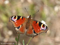 Tagpfauenauge (Aglais io) - DE (MV)