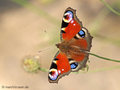 Tagpfauenauge (Aglais io) - DE (MV)