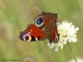 Tagpfauenauge (Aglais io) - DE (MV)