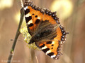 Kleiner Fuchs (Aglais urticae) - DE (HH)