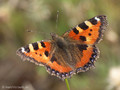 Kleiner Fuchs (Aglais urticae) - DE (SH)