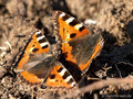 Kleiner Fuchs (Aglais urticae), Balz - DE (MV)
