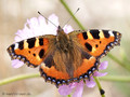 Kleiner Fuchs (Aglais urticae) - DE (HH)