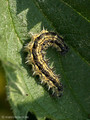 Kleiner Fuchs (Aglais urticae), Raupe - DE (SH)