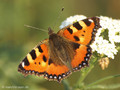 Kleiner Fuchs (Aglais urticae) - DE (HH)
