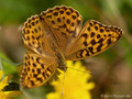 Kaisermantel (Argynnis paphia), Weibchen - SE (Hallands län)