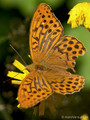 Kaisermantel (Argynnis paphia), Männchen - SE (Hallands län)