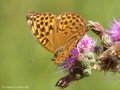 Kaisermantel (Argynnis paphia), Weibchen - DE (NI)