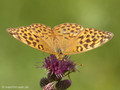 Kaisermantel (Argynnis paphia), Weibchen - DE (NI)