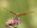 Kaisermantel (Argynnis paphia), Weibchen - DE (NI)