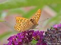 Kaisermantel (Argynnis paphia), Männchen - DE (MV)