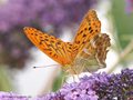 Kaisermantel (Argynnis paphia), Männchen - DE (MV)