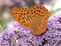 Kaisermantel (Argynnis paphia), Männchen - DE (MV)