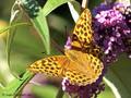 Kaisermantel (Argynnis paphia), Weibchen - DE (MV)