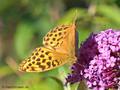 Kaisermantel (Argynnis paphia), Weibchen - DE (MV)