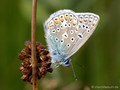 Hauhechel-Bläuling (Polyommatus icarus), Männchen - DE (HH)